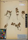 Foto von Salix herbacea L.